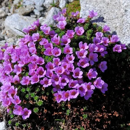 Отель Le Taillon Гаварни